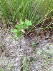 Matelea cynanchoides