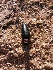 Physomeloe corallifer