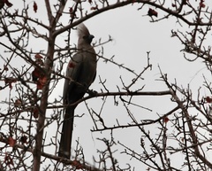 Corythaixoides concolor concolor