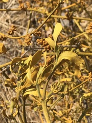 Phoradendron velutinum