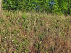 Rubus steelei