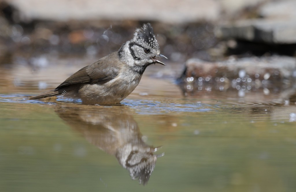Lophophanes cristatus weigoldi
