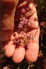 Erica dispar