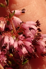 Erica dispar