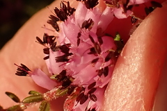 Erica dispar