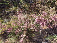 Erica dispar