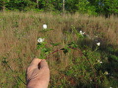 Rubus steelei