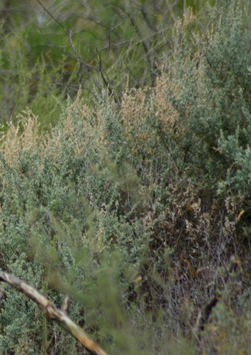 Image of Atriplex undulata by (c) veonatura, some rights reserved (CC BY)