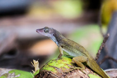 Anolis concolor