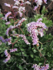 Limonium pectinatum