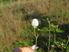 Rubus steelei