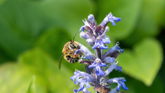 Anthophora crinipes