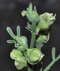 Dasineura coronillae