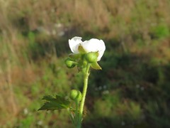 Rubus steelei