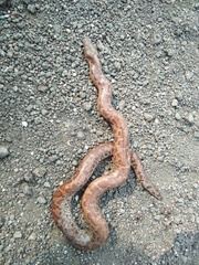 Eryx whitakeri