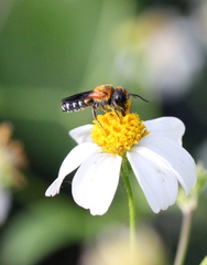 Megachile umbripennis