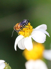 Megachile umbripennis