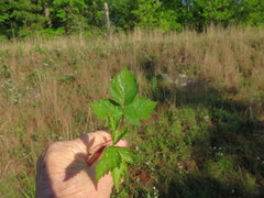 Rubus steelei
