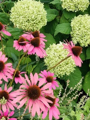 Echinacea purpurea