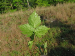 Rubus steelei