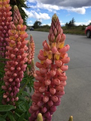 Lupinus polyphyllus