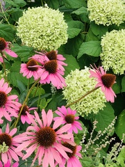 Echinacea purpurea
