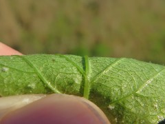 Rubus steelei