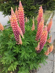 Lupinus polyphyllus