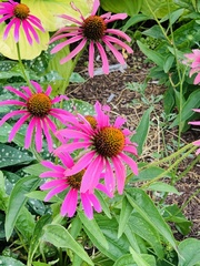 Echinacea purpurea