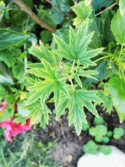 Pelargonium citronellum