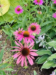 Echinacea purpurea