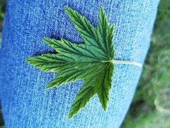 Pelargonium citronellum