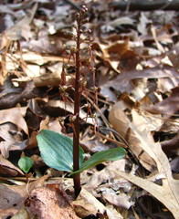Neottia bifolia
