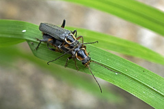 Cantharis xanthoporpa