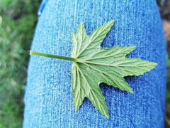 Pelargonium citronellum