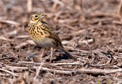 Anthus furcatus
