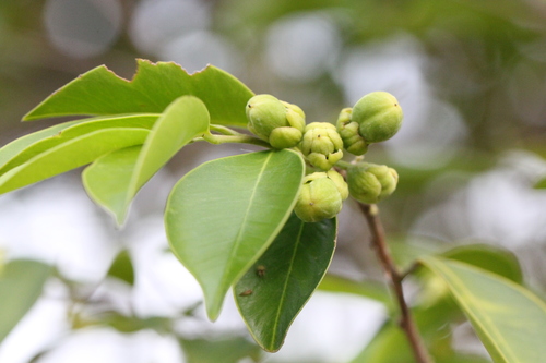Image of Aquilaria sinensis by no rights reserved