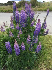 Lupinus polyphyllus