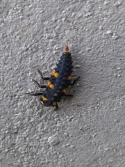 Coccinella undecimpunctata