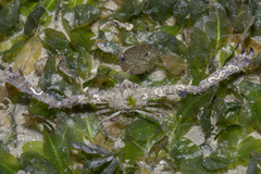 Rhinolambrus pelagicus image