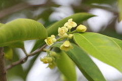 Aquilaria sinensis