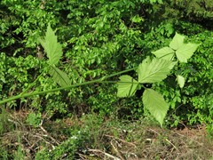 Rubus meracus