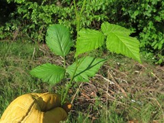 Rubus meracus
