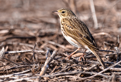 Anthus furcatus