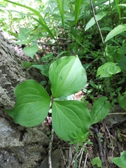 Trillium grandiflorum