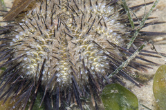 Temnopleurus toreumaticus