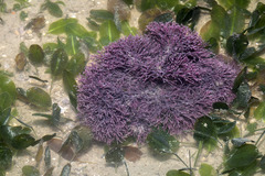 Amphiroa