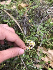 Micranthes californica