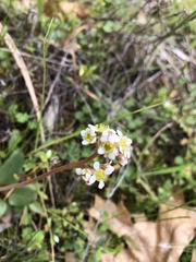Micranthes californica