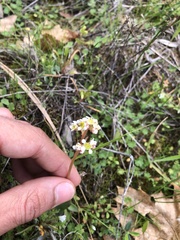 Micranthes californica